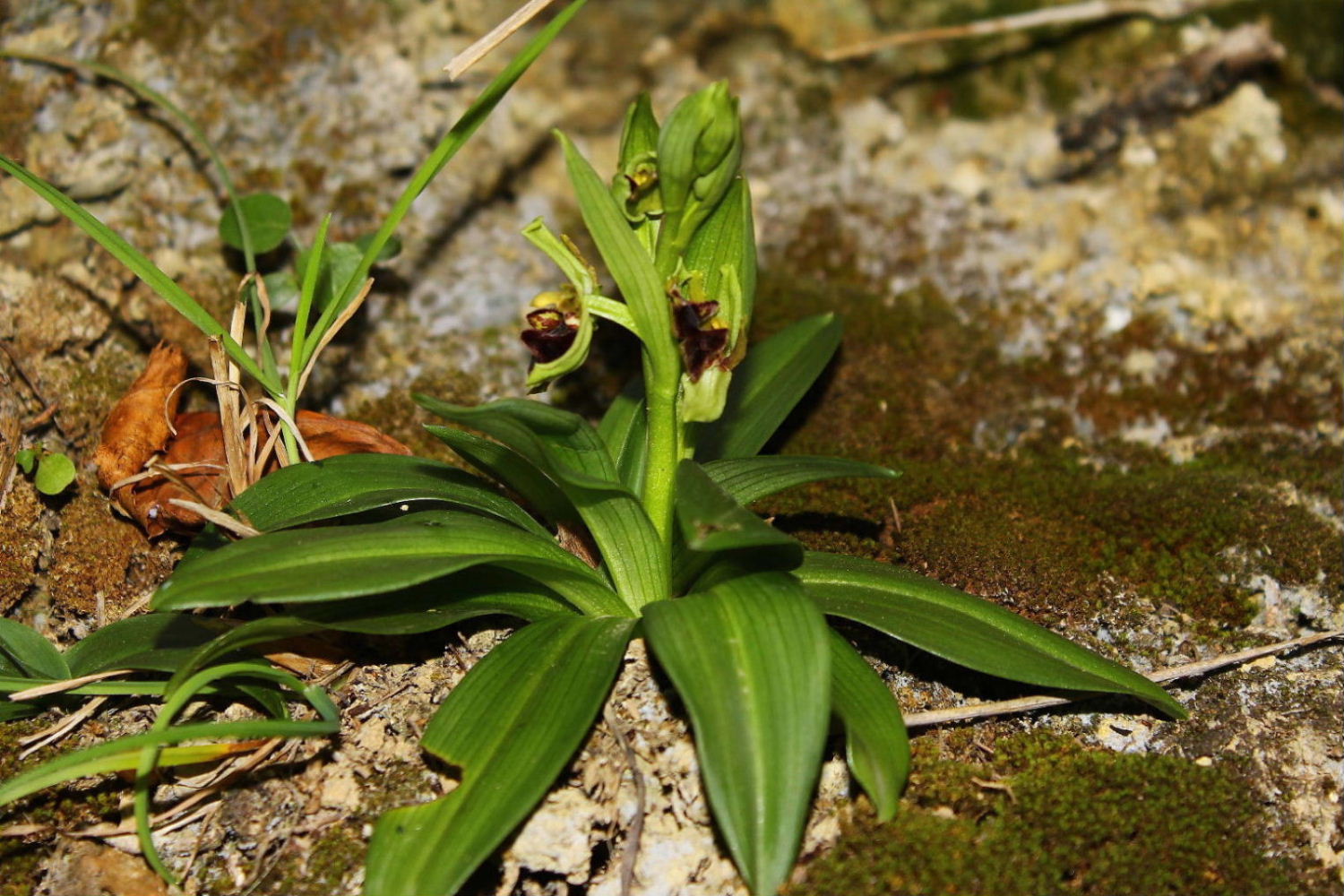 Ophrys massiliensis-2017