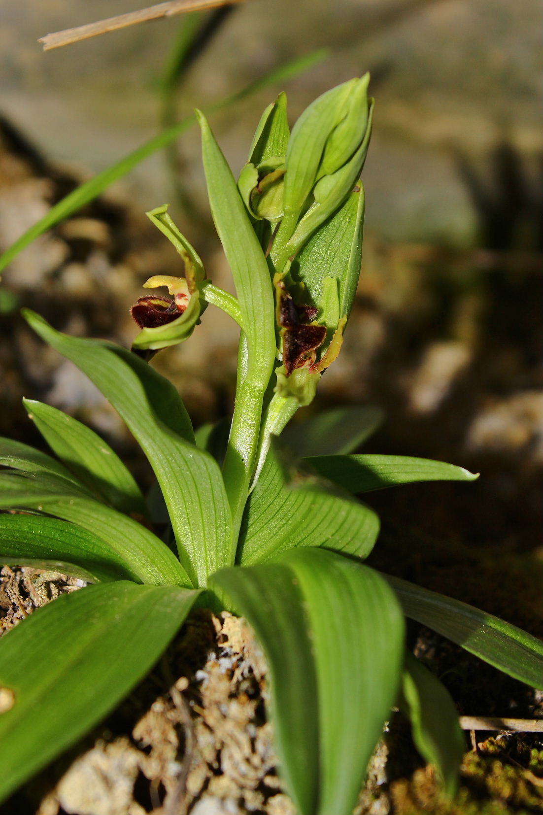 Ophrys massiliensis-2017