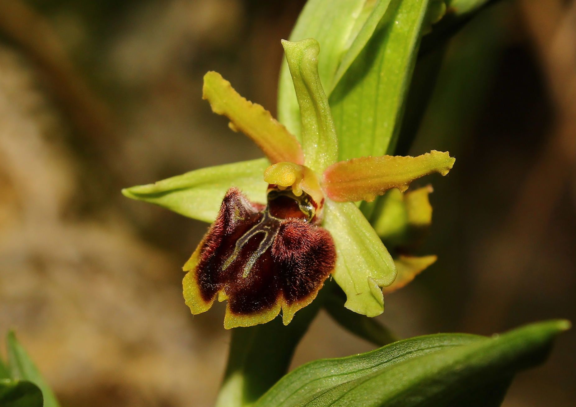 Ophrys massiliensis-2017
