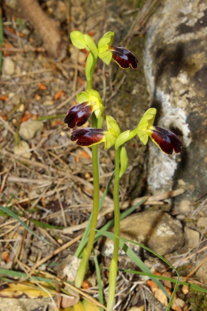 Ophrys delforgei  Liguria