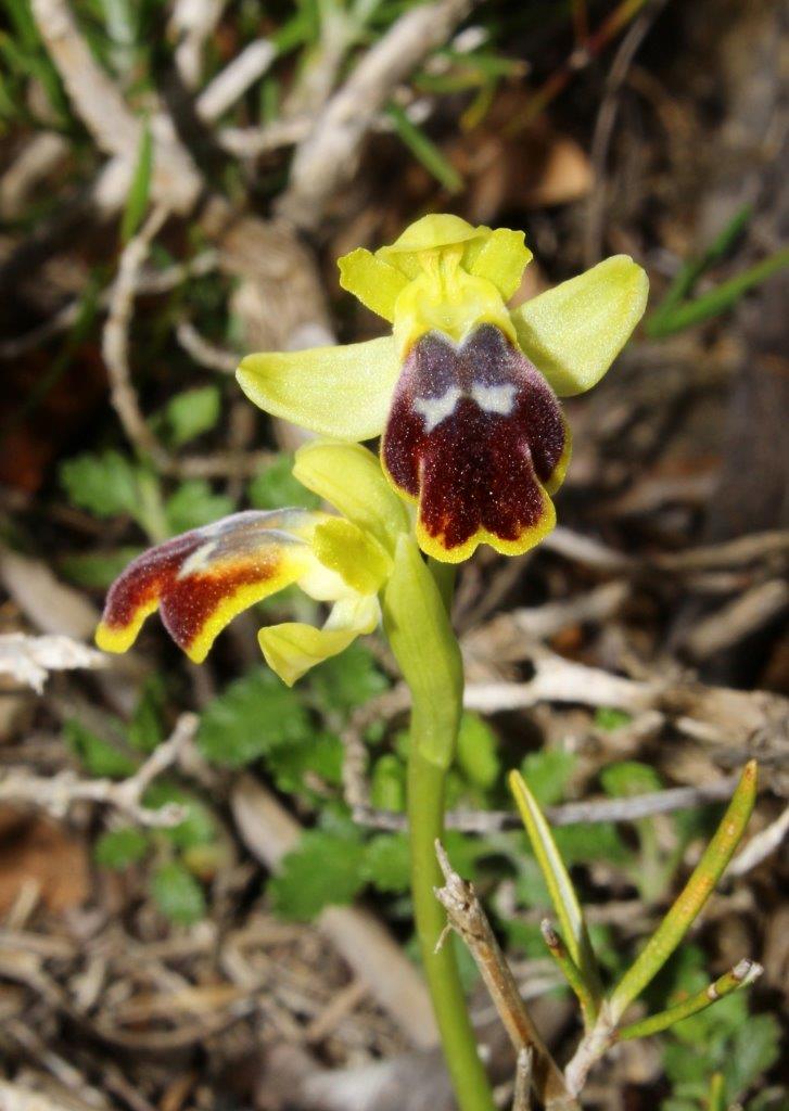 Ophrys delforgei  Liguria