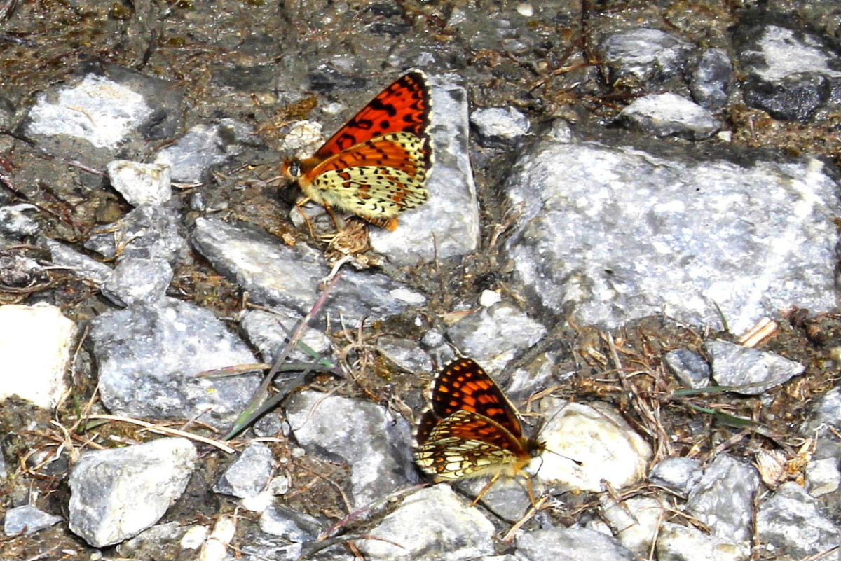 Lycaenidae ?? da determinare�3