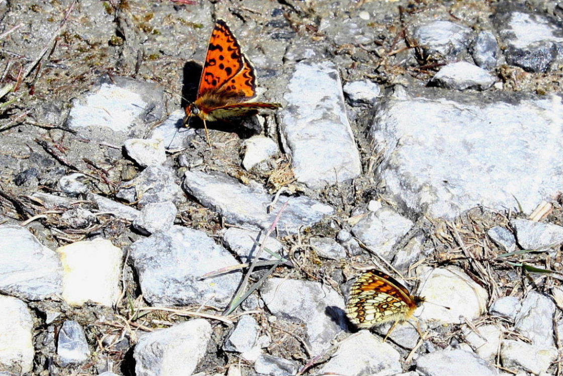 Lycaenidae ?? da determinare�3