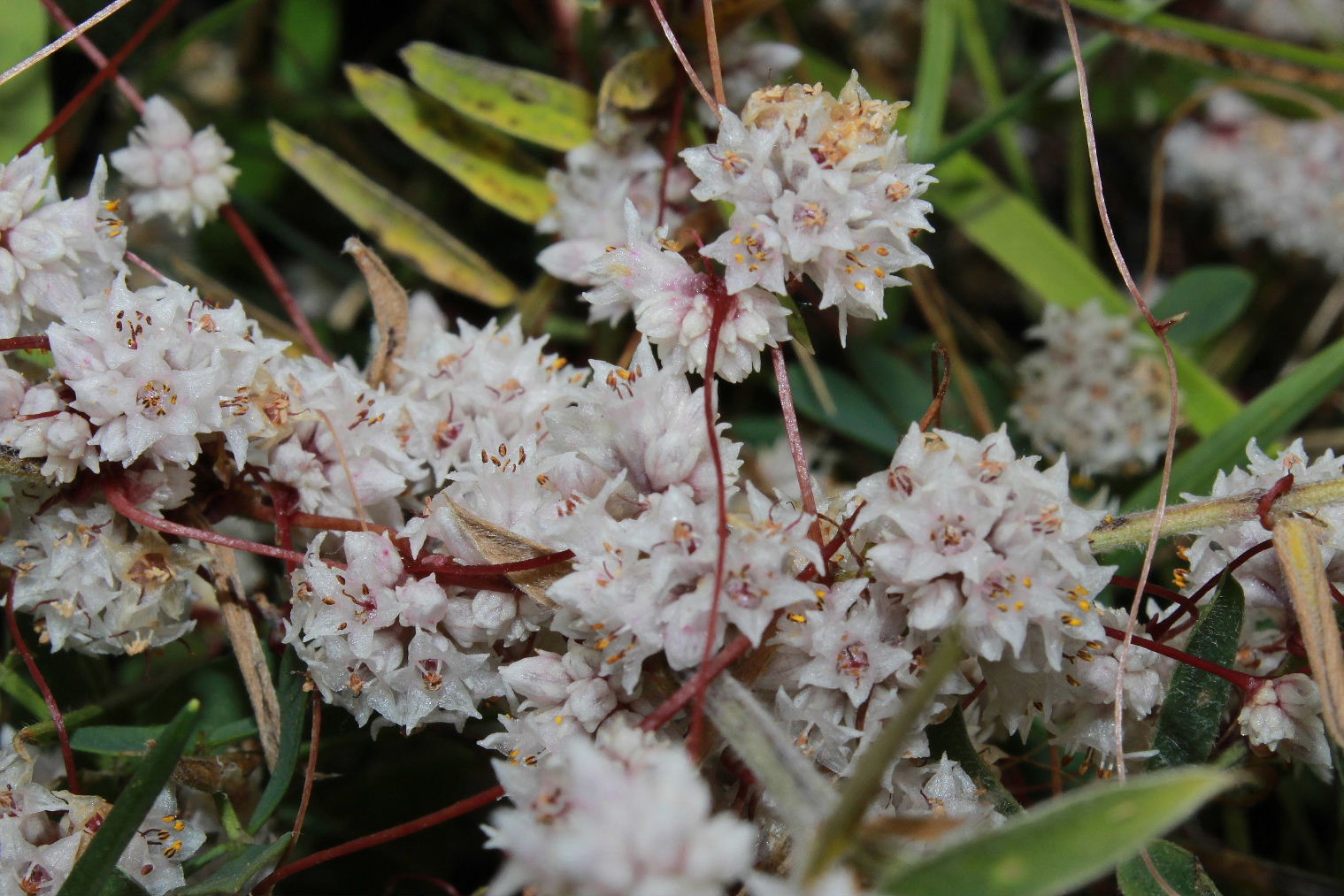 Cuscuta epithymum / Cuscuta epitimo