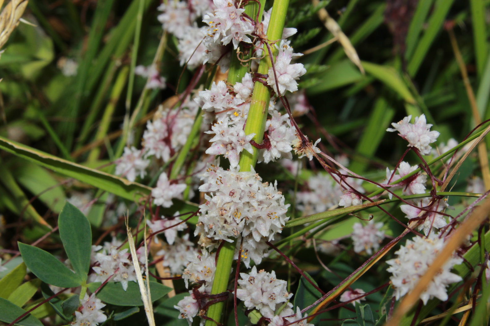 Cuscuta epithymum / Cuscuta epitimo