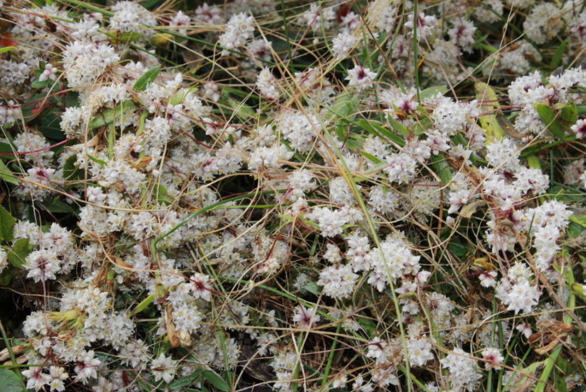 Cuscuta epithymum / Cuscuta epitimo