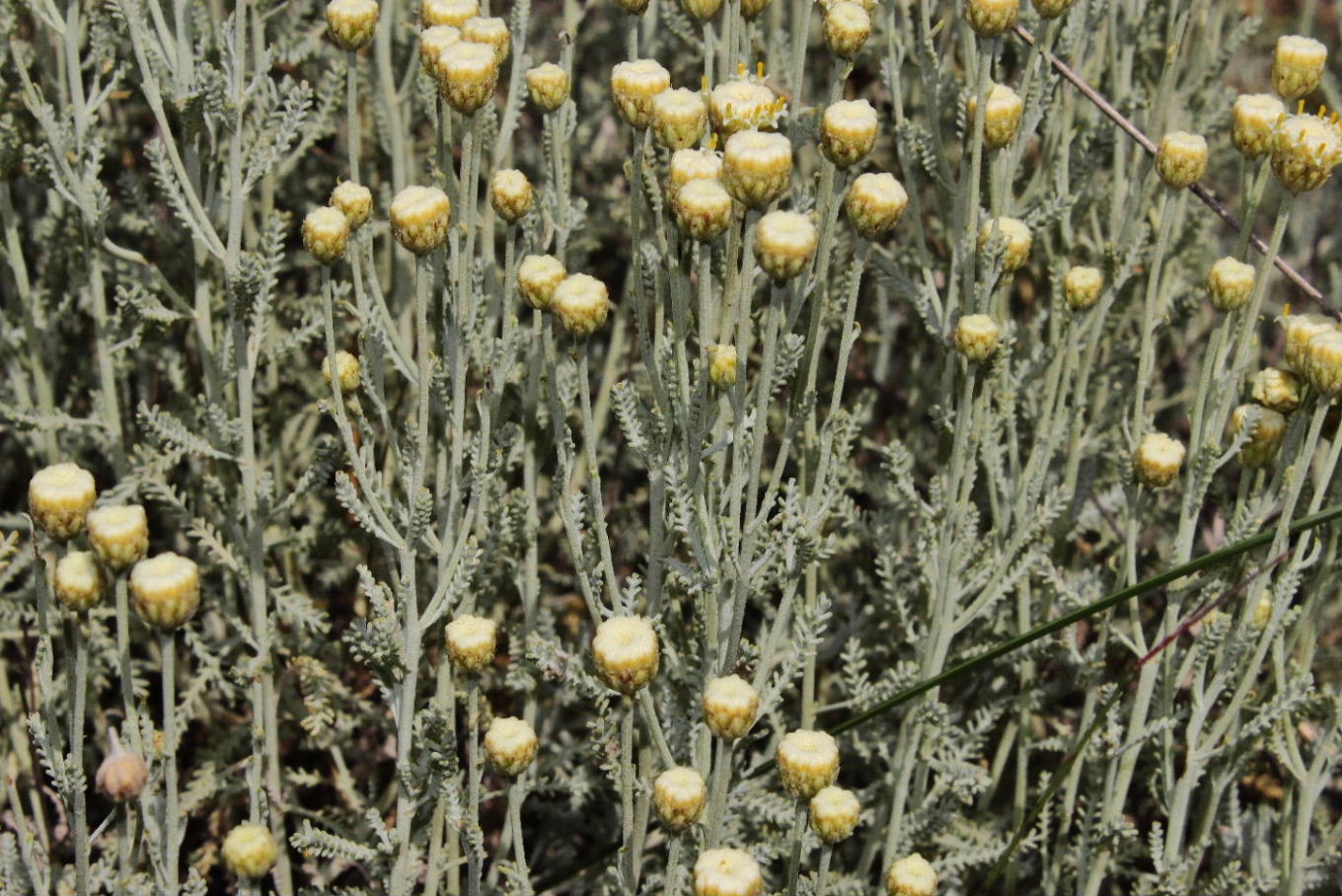 Santolina ligustica / Crespolina ligure