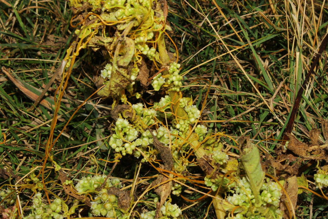 Cuscuta cfr. campestris