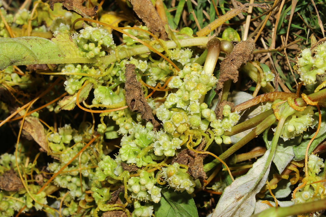 Cuscuta cfr. campestris