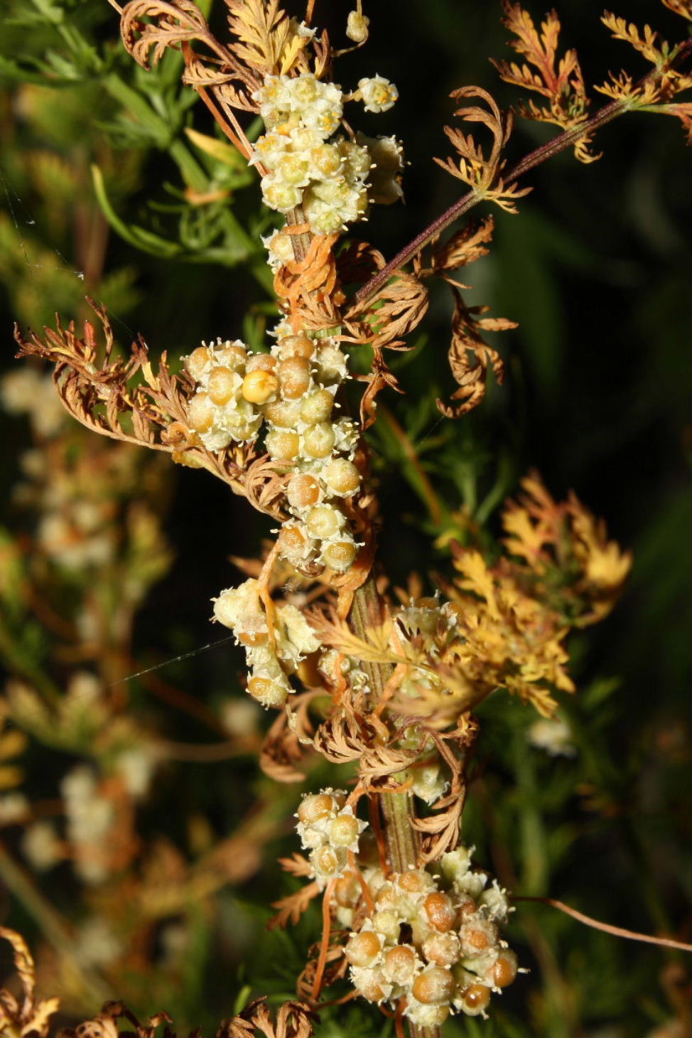 Cuscuta cfr. campestris