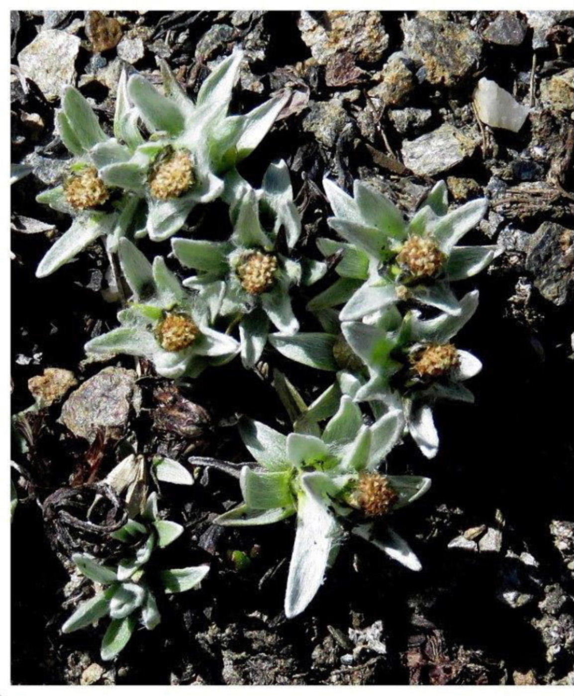 Omalotheca supina (=Gnaphalium supinum) / Canapicchia glaciale