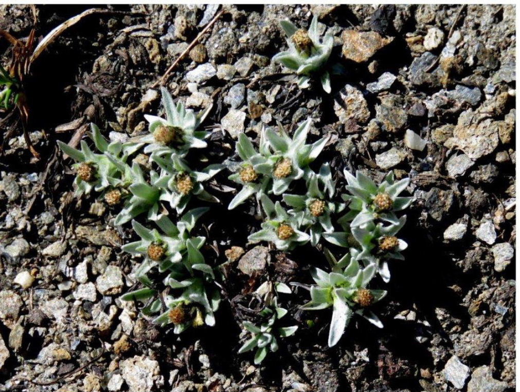 Omalotheca supina (=Gnaphalium supinum) / Canapicchia glaciale