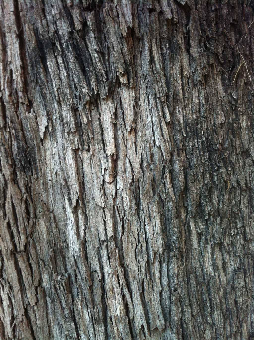 identificazione albero: Casuarina cunninghamiana