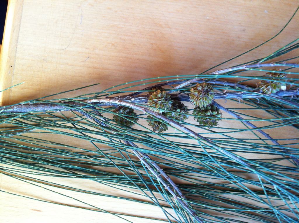 identificazione albero: Casuarina cunninghamiana