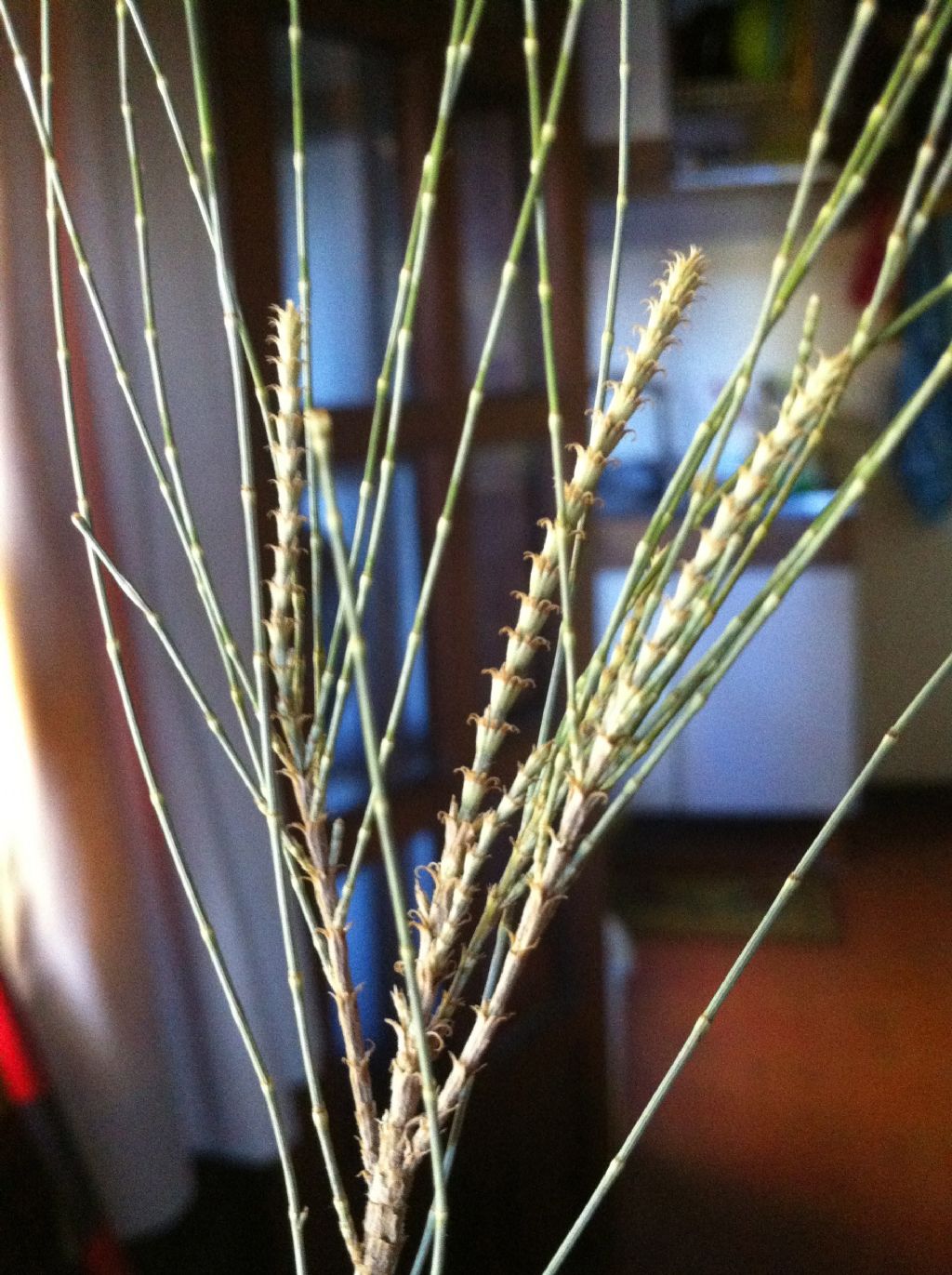 identificazione albero: Casuarina cunninghamiana