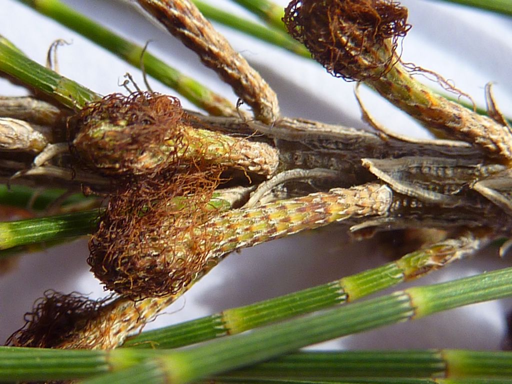 identificazione albero: Casuarina cunninghamiana