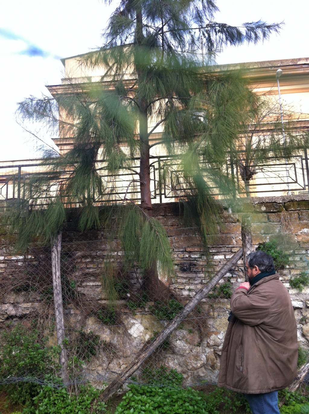 identificazione albero: Casuarina cunninghamiana