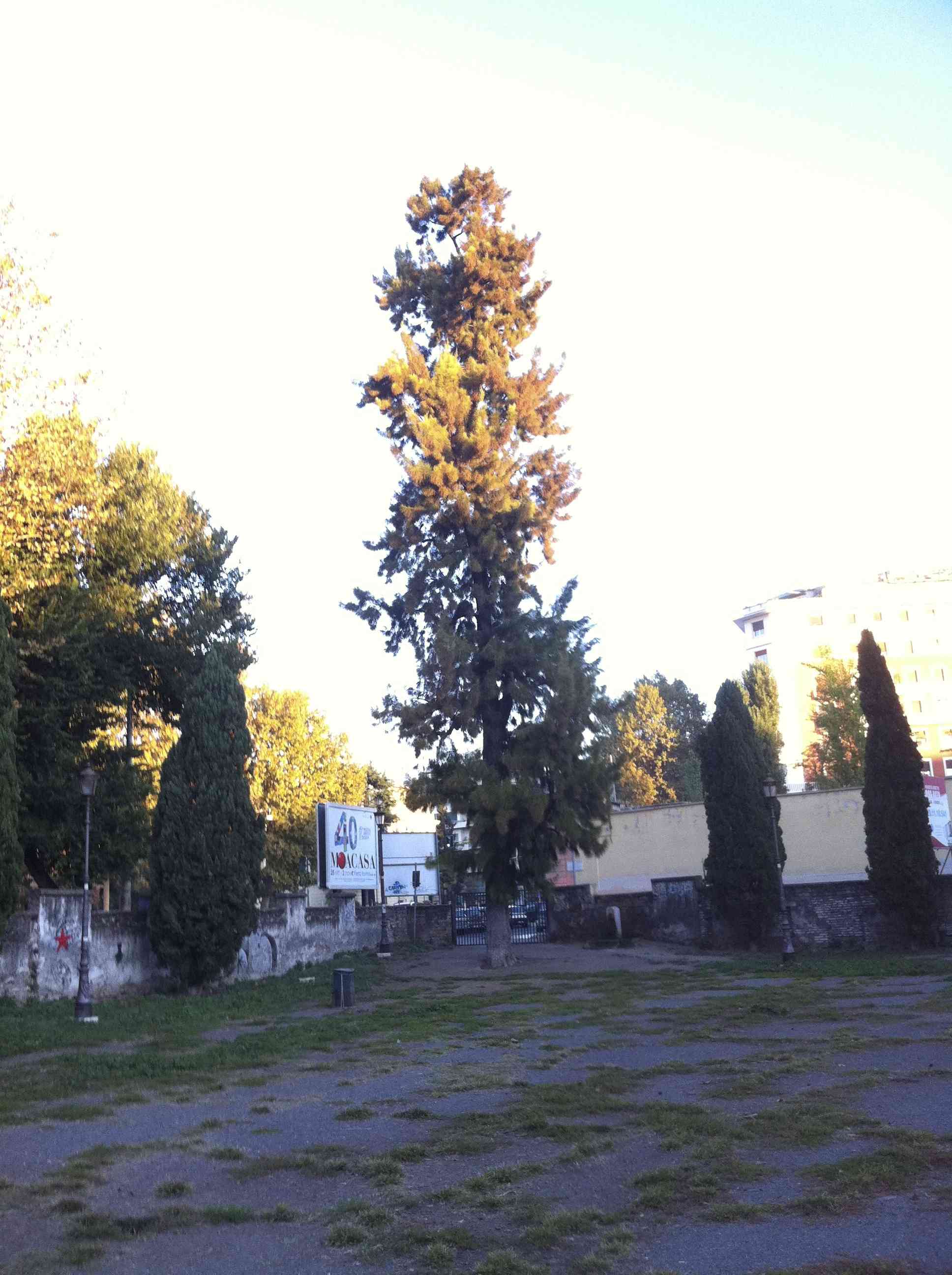 identificazione albero: Casuarina cunninghamiana