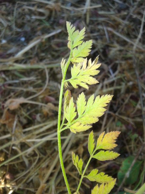 Torilis arvensis subsp. recta