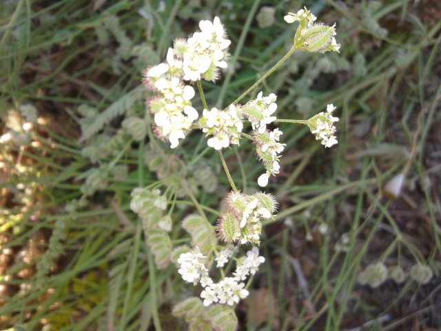 Torilis arvensis subsp. recta