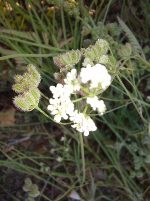Torilis arvensis subsp. recta