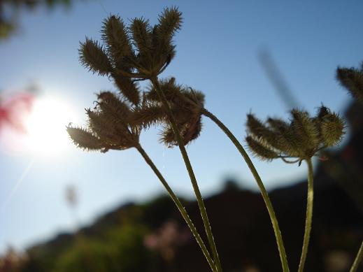 Torilis arvensis subsp. recta