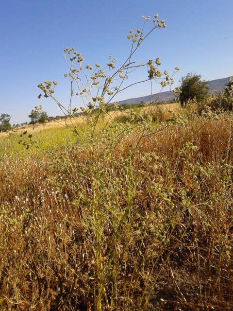 Torilis arvensis subsp. recta