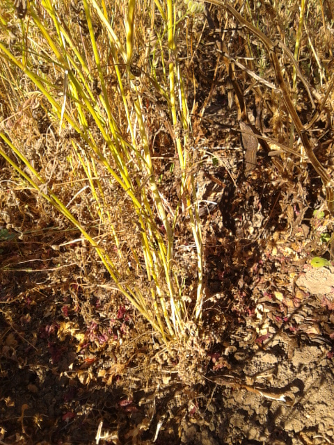 Torilis arvensis subsp. recta