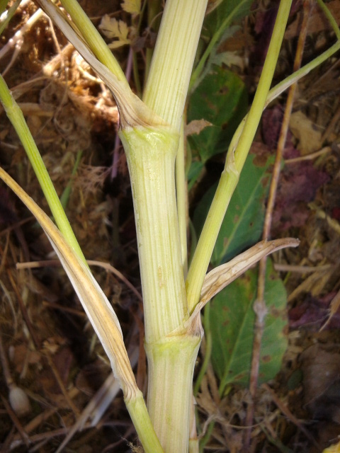 Torilis arvensis subsp. recta