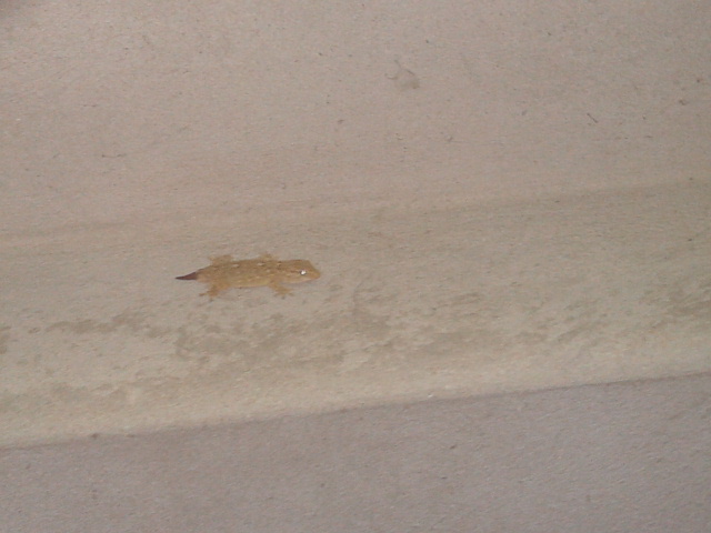 Un geco da classificare: Tarentola mauretanica, cui sta ricrescendo la coda