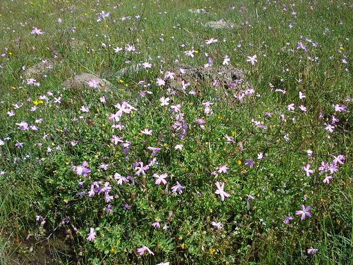 Eudianthe coeli-rosa