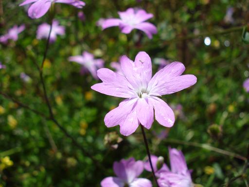 Eudianthe coeli-rosa