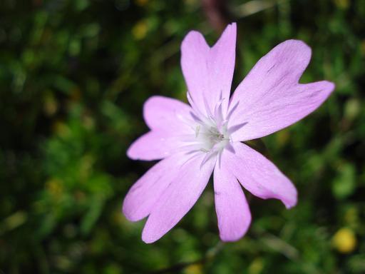 Eudianthe coeli-rosa