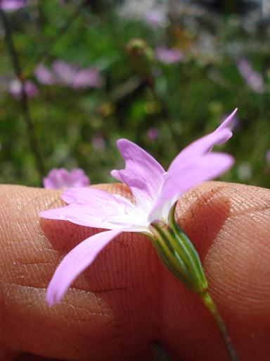 Eudianthe coeli-rosa