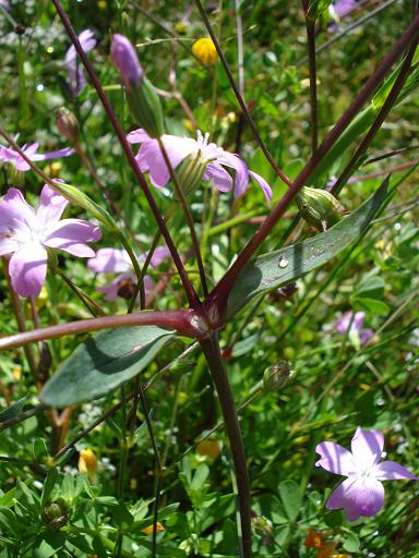 Eudianthe coeli-rosa