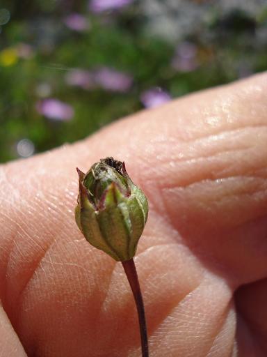 Eudianthe coeli-rosa