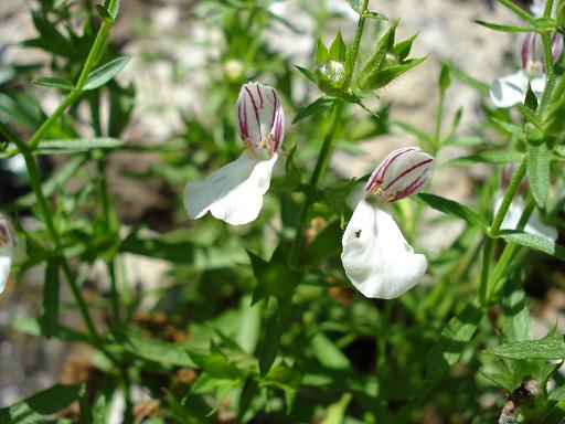 Stachys glutinosa / Betonica fetida