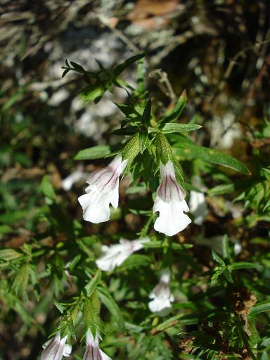 Stachys glutinosa / Betonica fetida