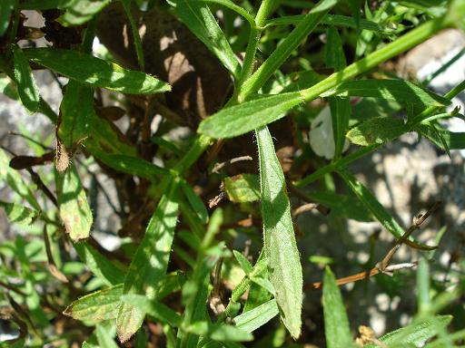 Stachys glutinosa / Betonica fetida