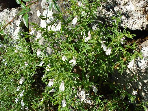 Stachys glutinosa / Betonica fetida