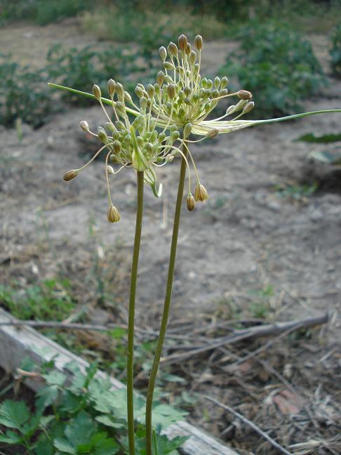 Allium longispathum