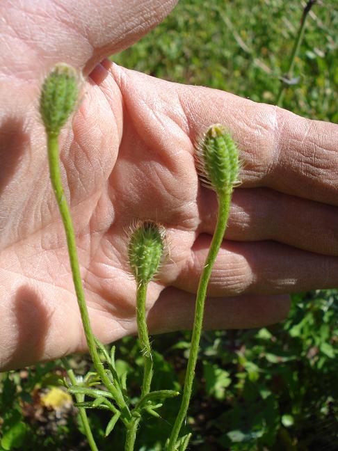 Papaver hybridum / Papavero spinoso (Apocromia)