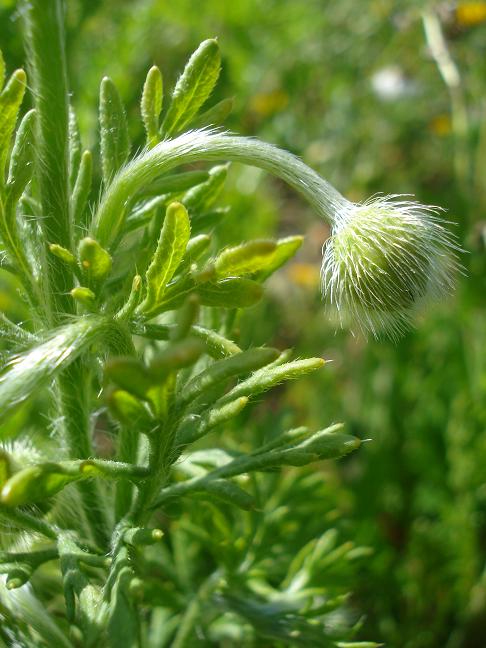 Papaver hybridum / Papavero spinoso (Apocromia)