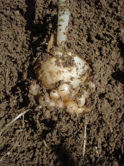 Ornithogalum d.d.