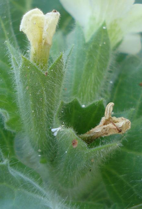 Hyoscyamus albus