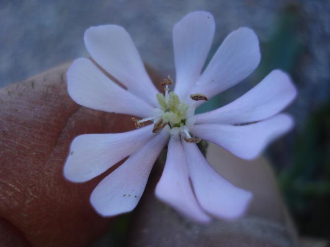 Silene nummica / Silene moneta