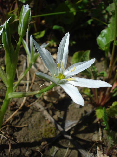 Ornithogalum d.d.
