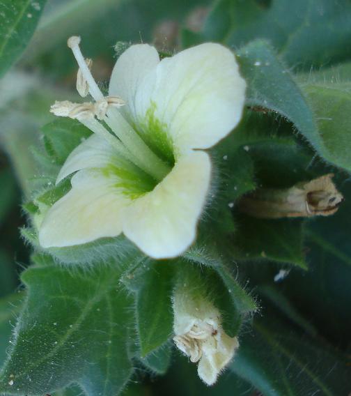 Hyoscyamus albus