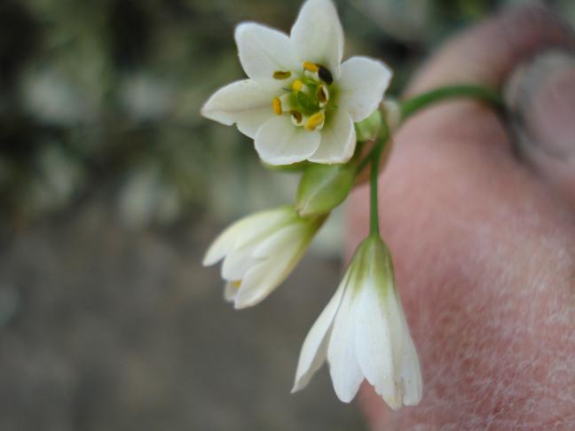 Nothoscordum gracile / Aglio fragrante
