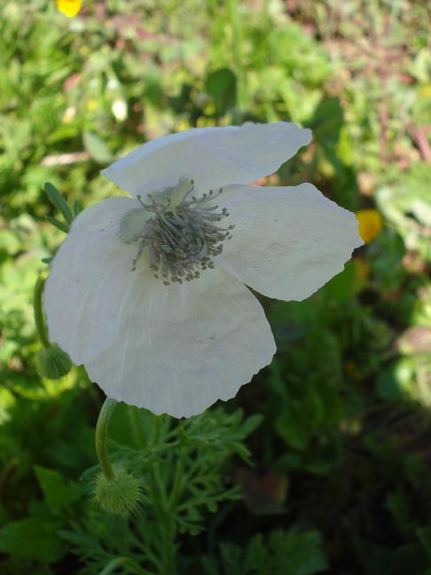 Papaver hybridum / Papavero spinoso (Apocromia)